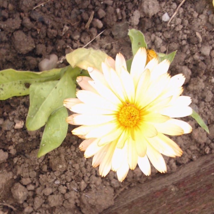 plant image 449287 plant image 449287