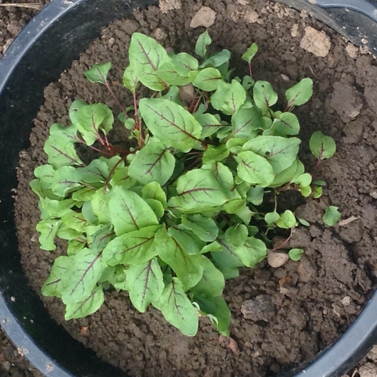 Plant image Rumex acetosa