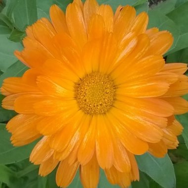Pot Marigold