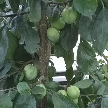 Plum