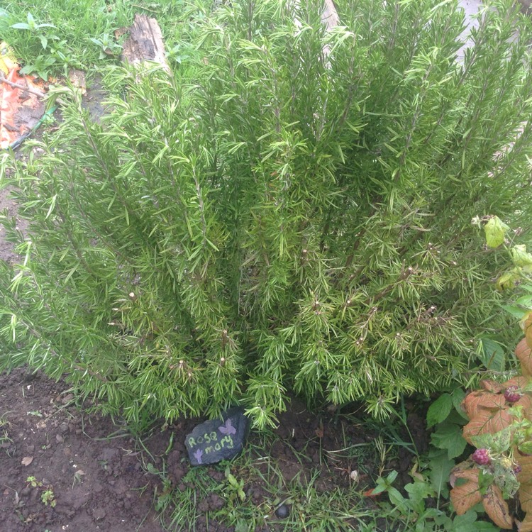 plant image 563933