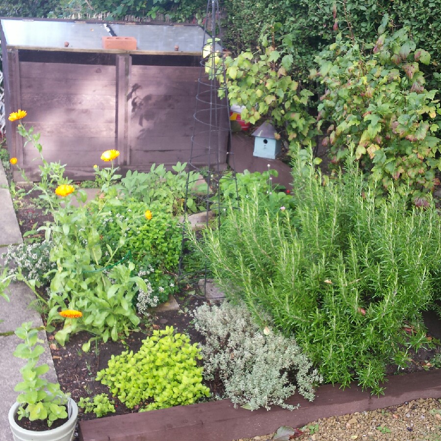 Lindsay's garden