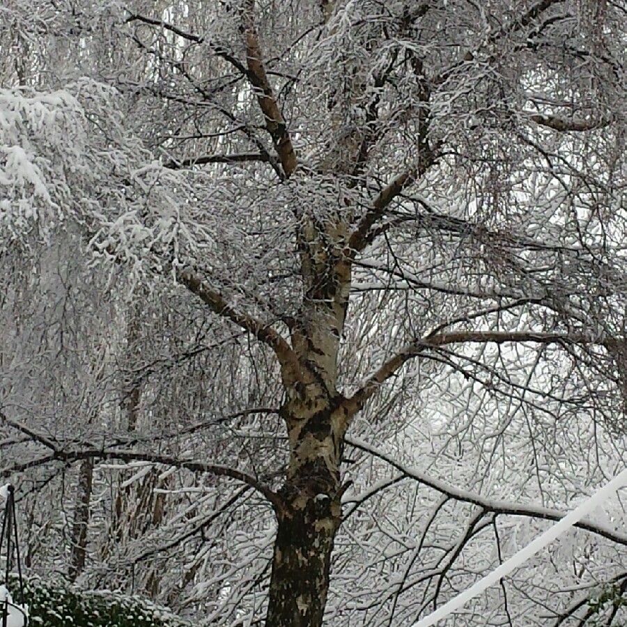 Plant image Betula pendula 'Silver Grace'