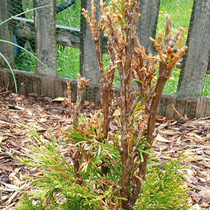 Plant image Thuja occidentalis 'Emerald Green'