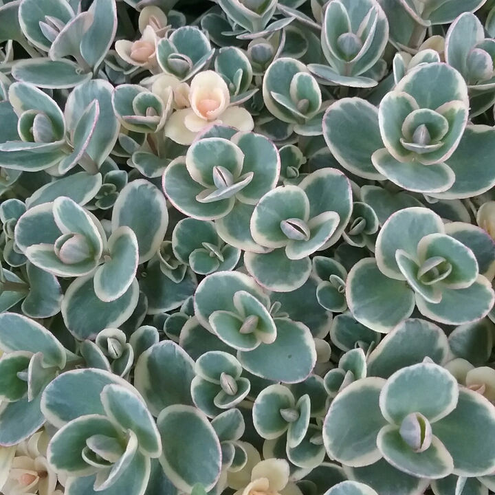 plant image 1054256