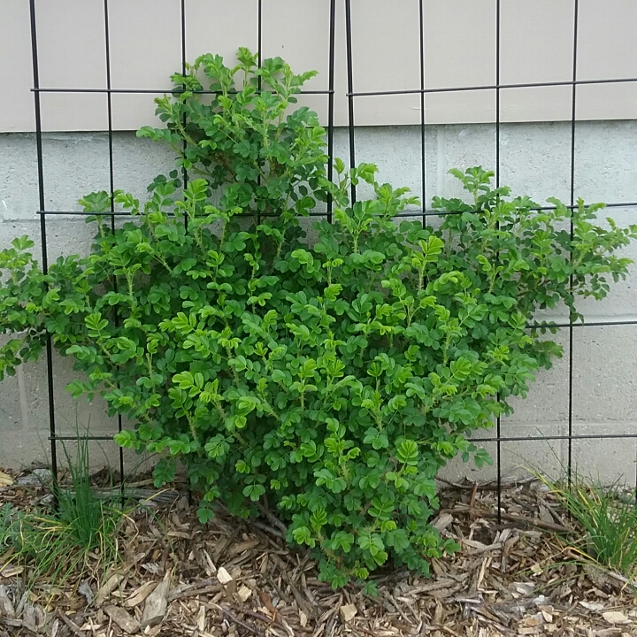 plant image 1055752 plant image 1055752