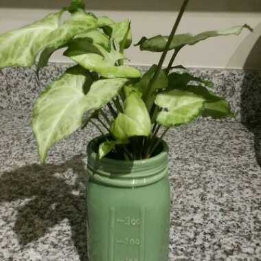 Syngonium podophyllum