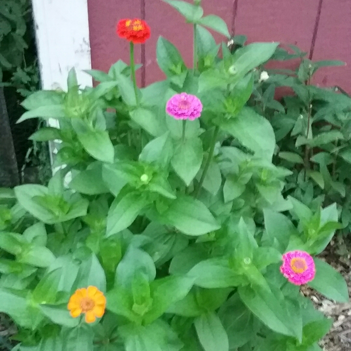 plant image 1117247 plant image 1117247