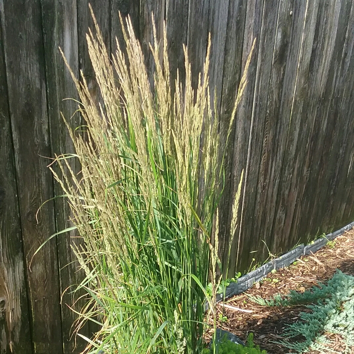 plant image 1119935