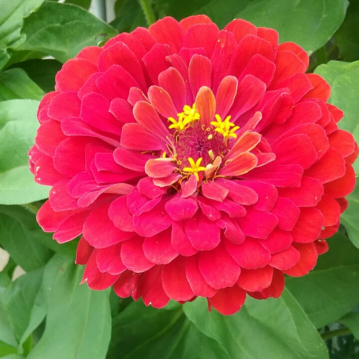 plant image 1127636 plant image 1127636
