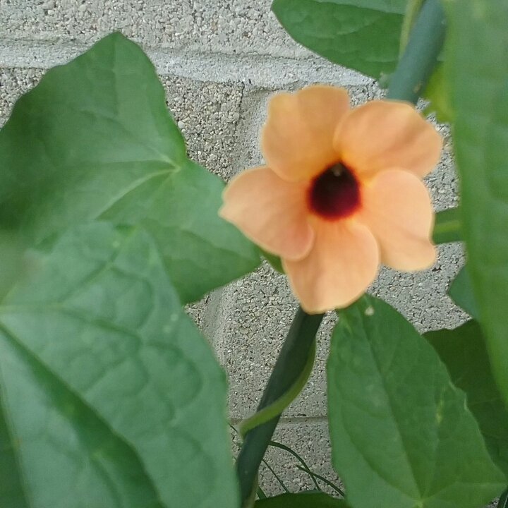Plant image Thunbergia alata 'Arizona Glow'