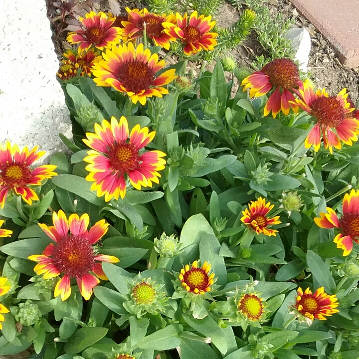plant image 1145999 plant image 1145999