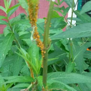 Asclepias tuberosa