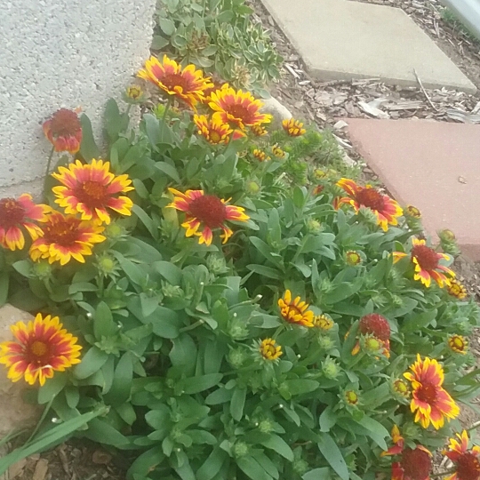 plant image 1164349 plant image 1164349