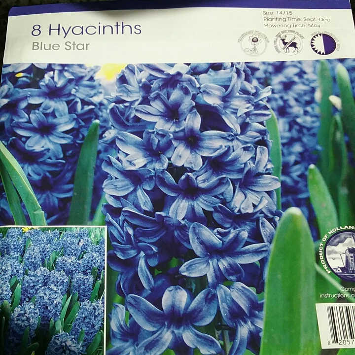 Plant image Hyacinthus orientalis 'Blue Star'