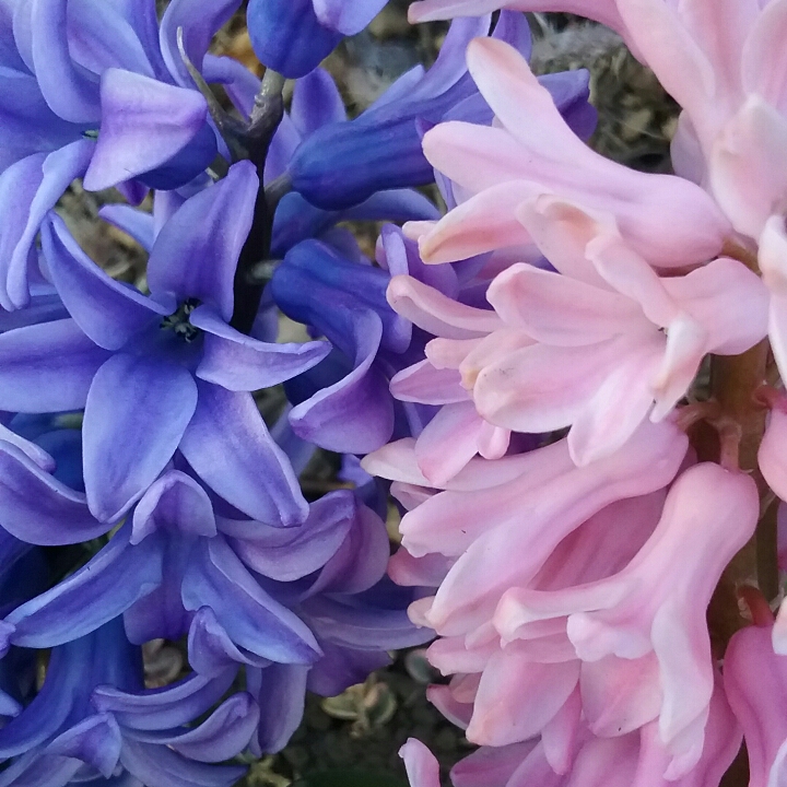 plant image 1273414 plant image 1273414