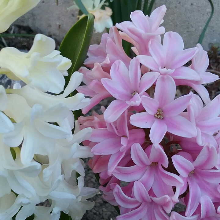 plant image 1273415 plant image 1273415