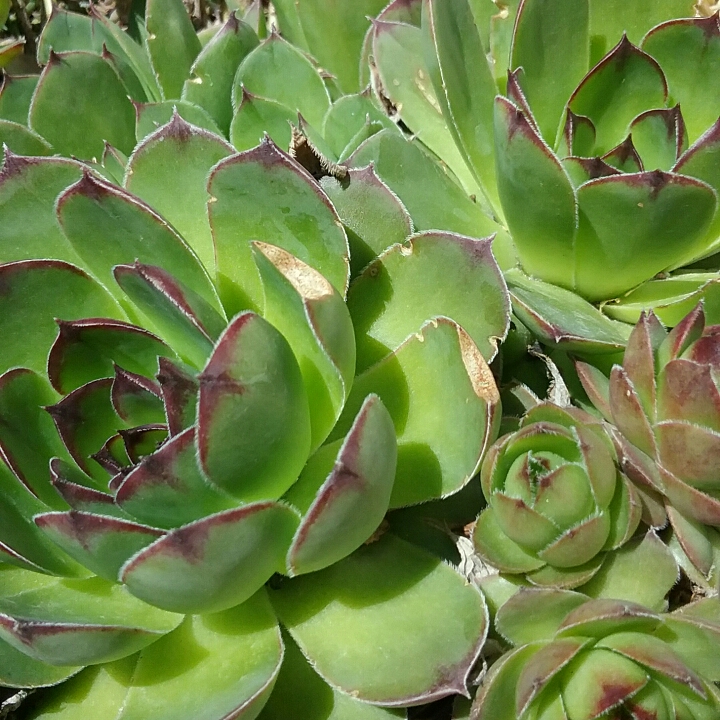 plant image 1280600