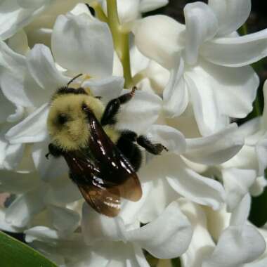 Hyacinthus orientalis