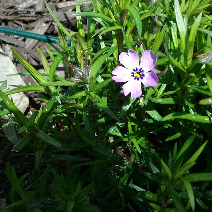 plant image 1299823
