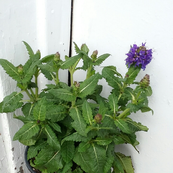 plant image 1303349 plant image 1303349