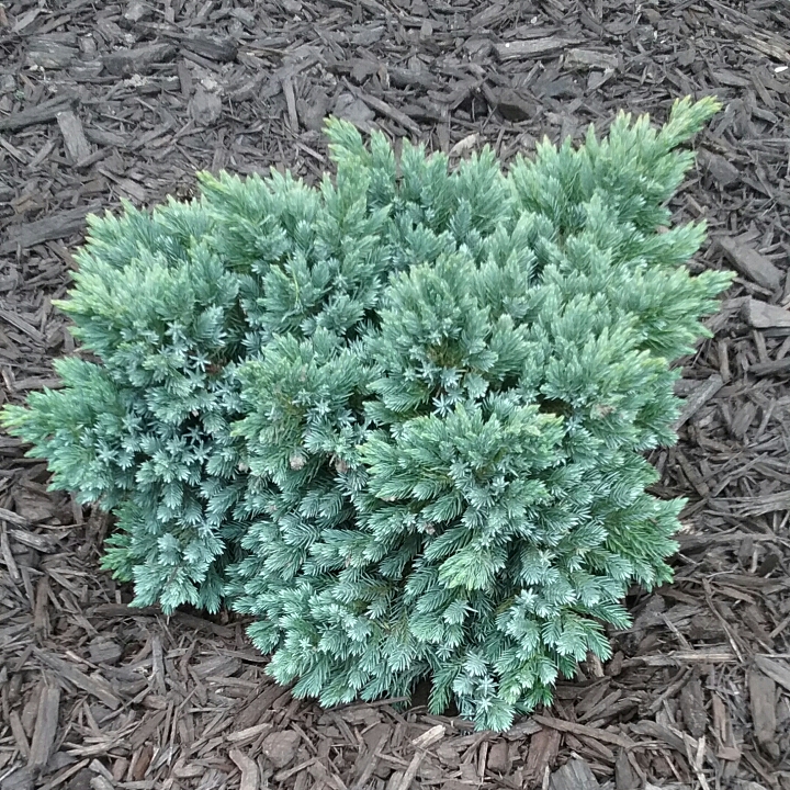 plant image 1310102