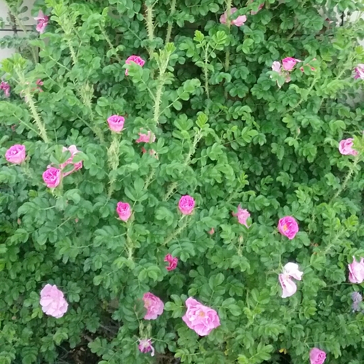 plant image 1325587 plant image 1325587
