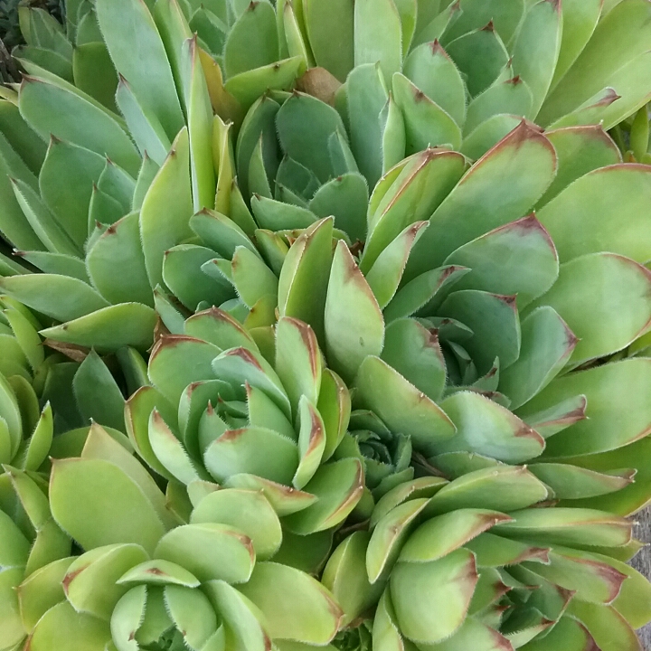 plant image 1328742