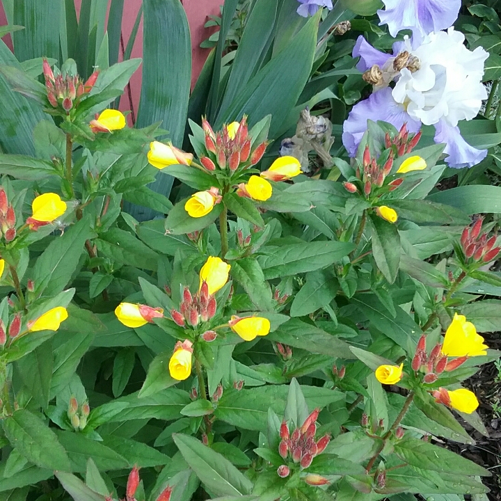plant image 1333054 plant image 1333054