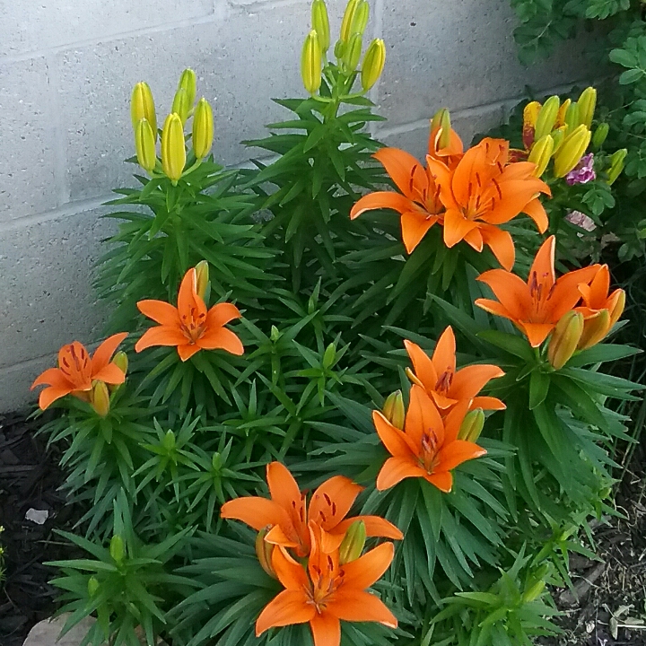 plant image 1335407 plant image 1335407