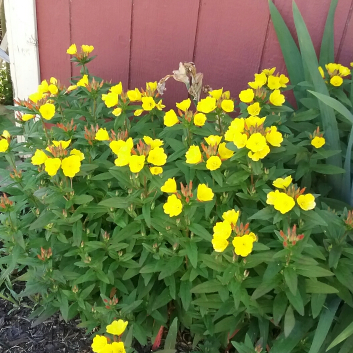 plant image 1335413 plant image 1335413