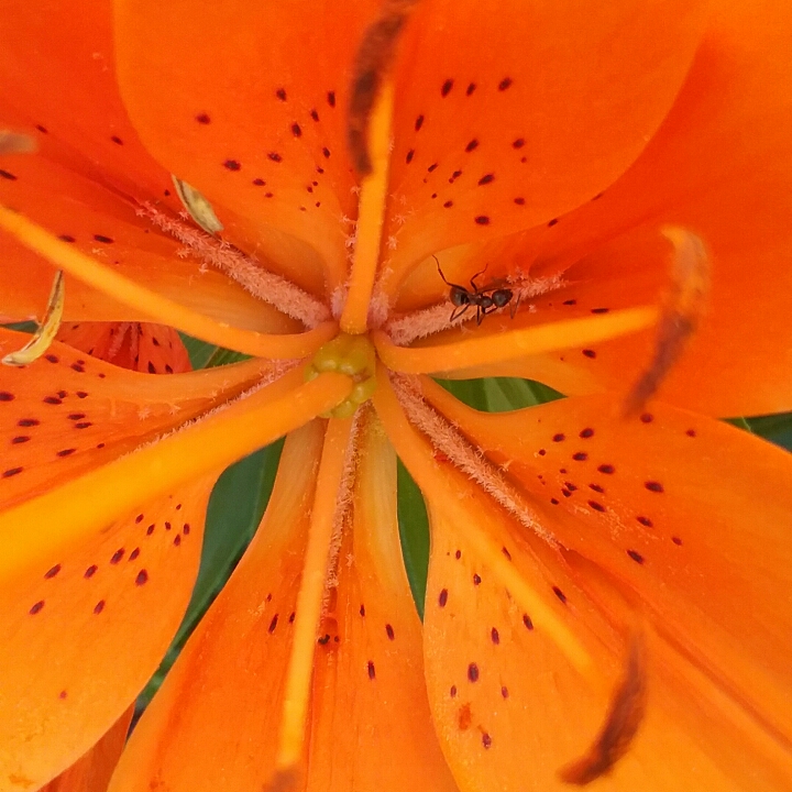 plant image 1340716 plant image 1340716
