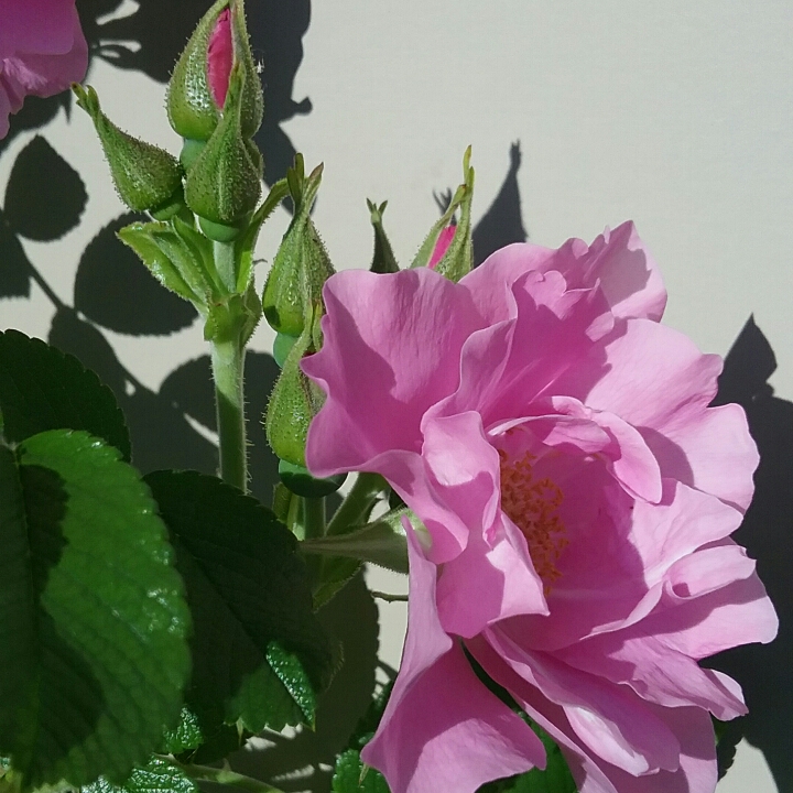 plant image 1340717 plant image 1340717