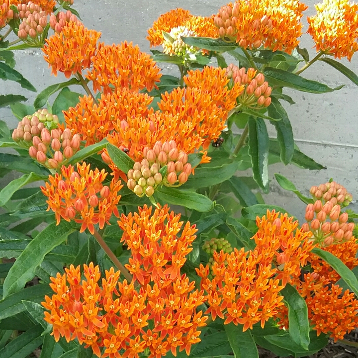 plant image 1340983 plant image 1340983