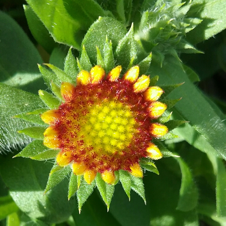 plant image 1345266 plant image 1345266