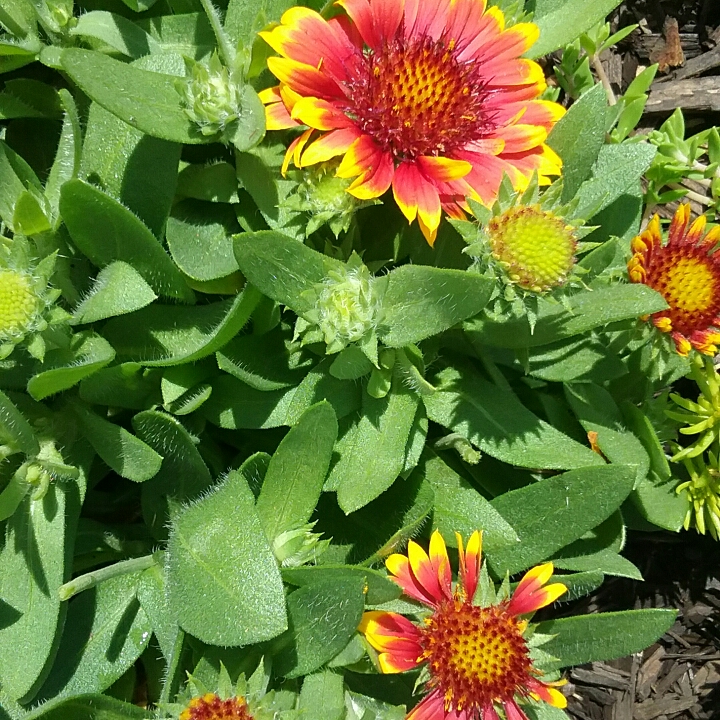 plant image 1352529 plant image 1352529