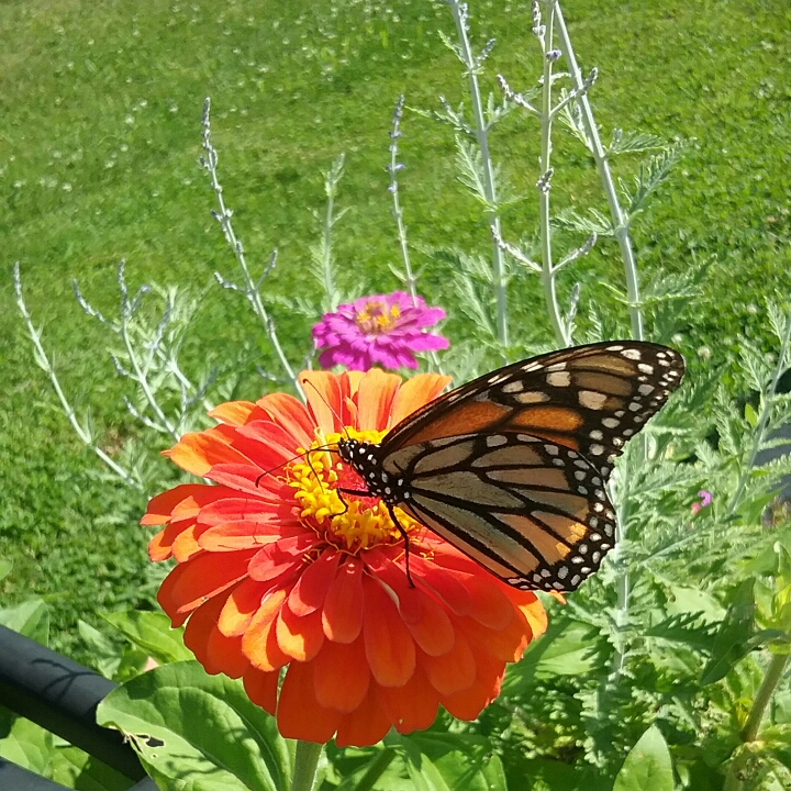 plant image 1353705 plant image 1353705