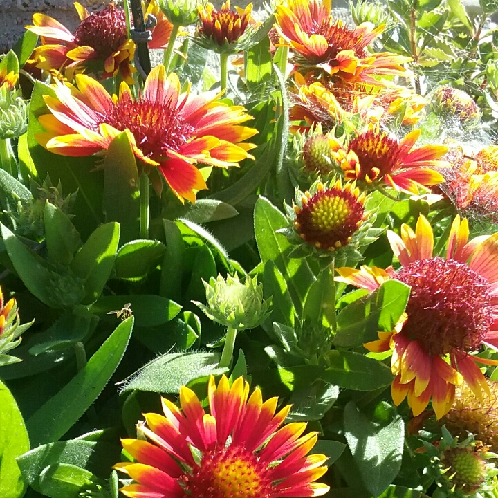 Plant image Gaillardia x grandiflora 'Arizona Sun' syn. Gaillardia 'Arizona Sun'