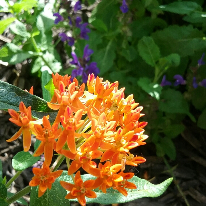 plant image 1368320 plant image 1368320