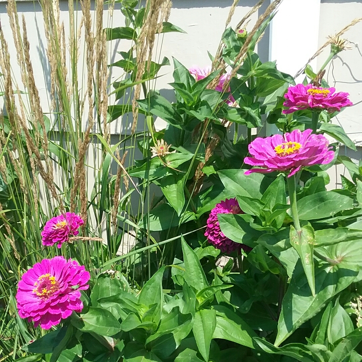plant image 1371539 plant image 1371539