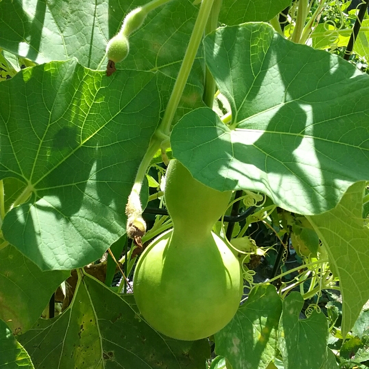 Plant image Lagenaria