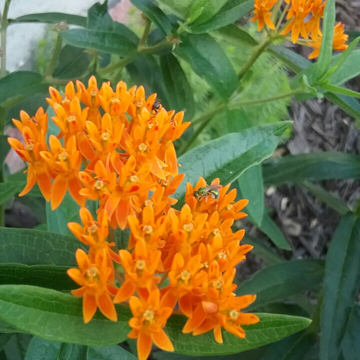 plant image 1380654 plant image 1380654