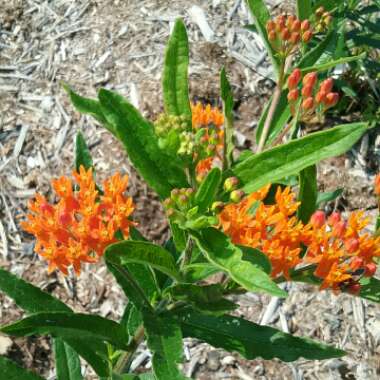 Asclepias tuberosa