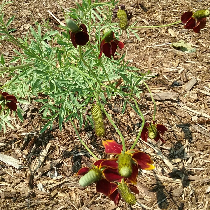 plant image 1506005