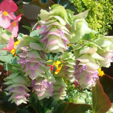Origanum 'Amethyst Falls'