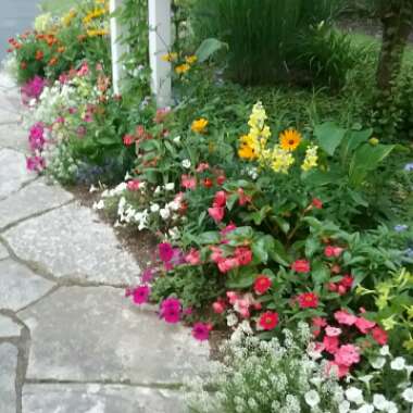 Lisa 's garden