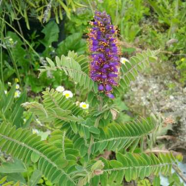Lead Plant