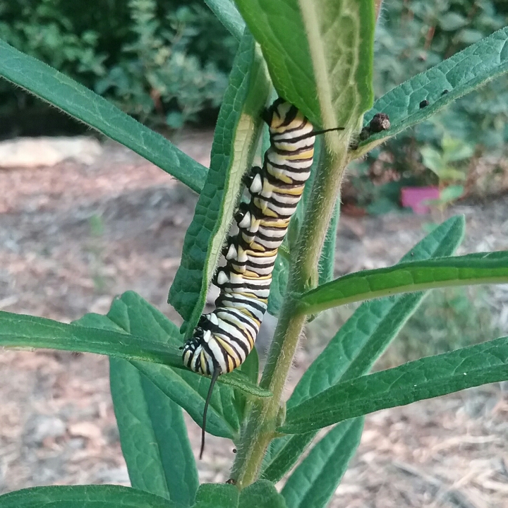 plant image 1516076