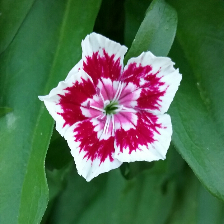 plant image 1535941