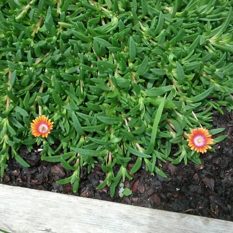 plant image 511639